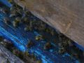 Bienen am Flugloch