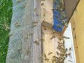 Bienen bei der Arbeit