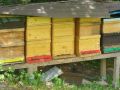 Bienen bei der Arbeit