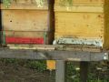 Bienen bei der Arbeit